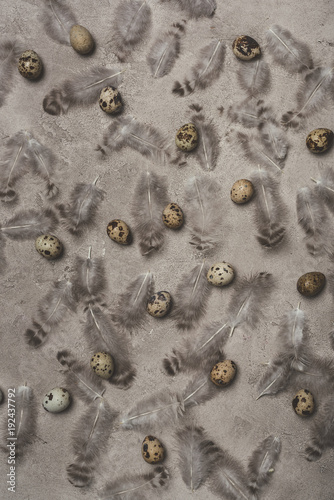 top view of quail eggs and feathers on concrete surface