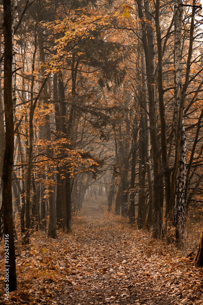 Autumnal landscape