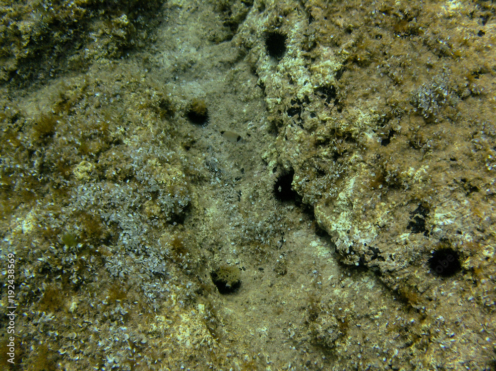 Underwater landcape in Hvar croatia Underwater landcape in Hvar croatia