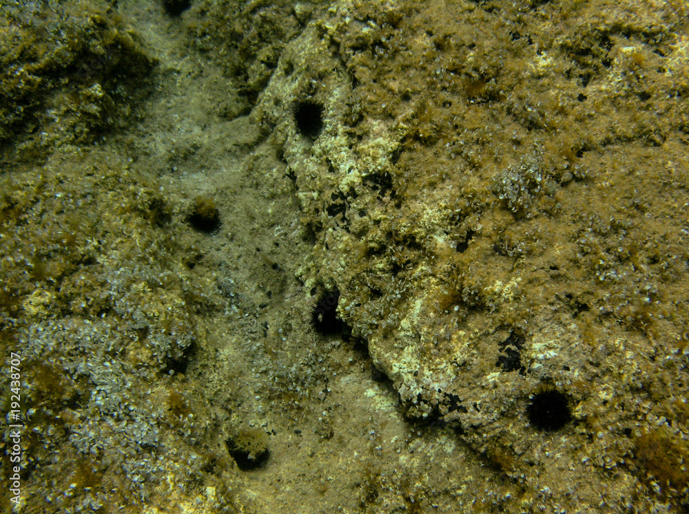 Underwater landcape in Hvar croatia Underwater landcape in Hvar croatia