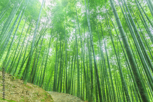  bamboo forest