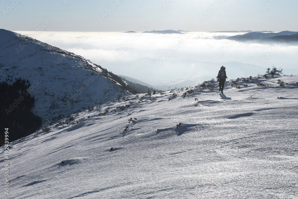 hiker walking on beautiful snowy mountains, Carpathian Mountains, Ukraine