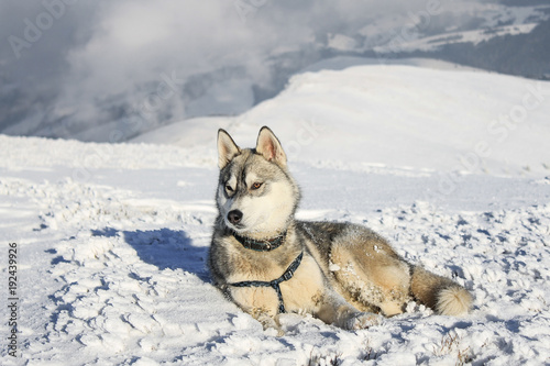 Husky dog lying on snow in mountains  Carpathian Mountains  Ukraine
