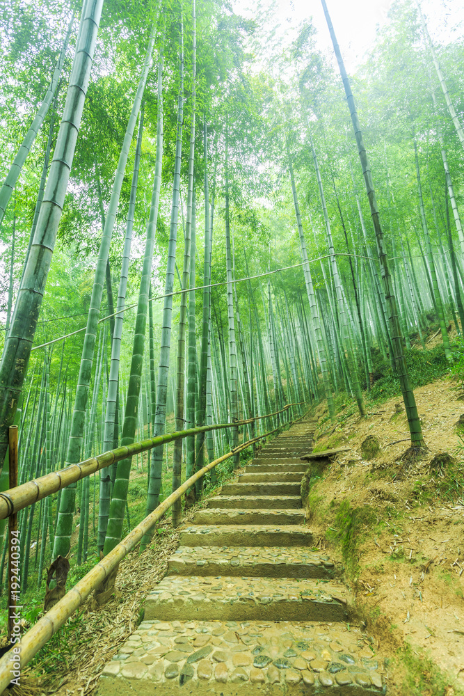 Fototapeta premium bamboo forest