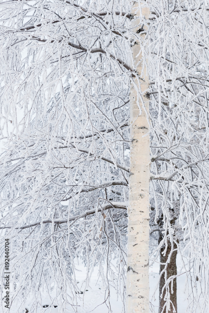 Birch tree at winter covered in frost snow Birch tree at winter covered in frost snow