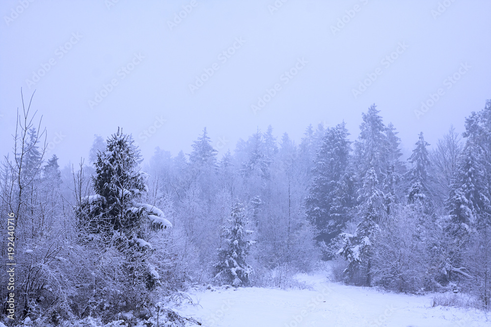 Winter time in forest of south Poland Winter time in forest of south Poland