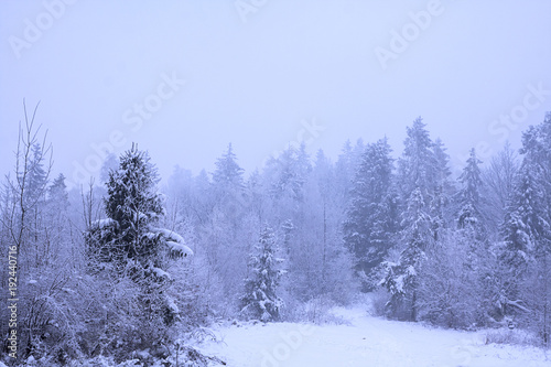 Winter time in forest of south Poland
