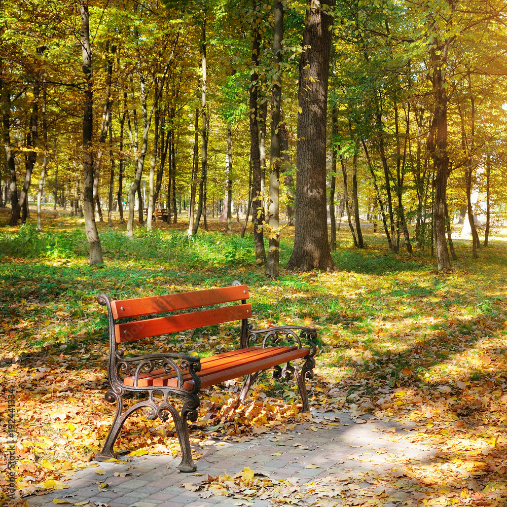 Beautiful autumn park with paths and benches.