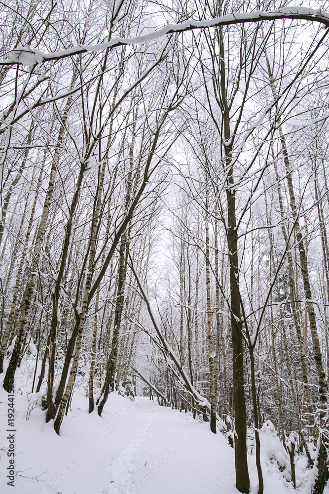 Winter time in forest of south Poland Winter time in forest of south Poland