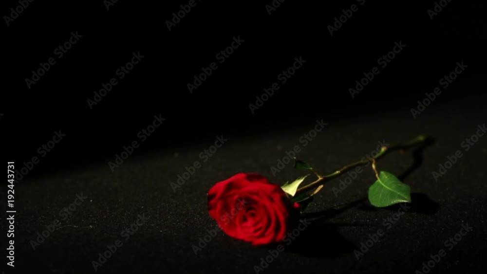 0565 Roses Falling in Slow Motion