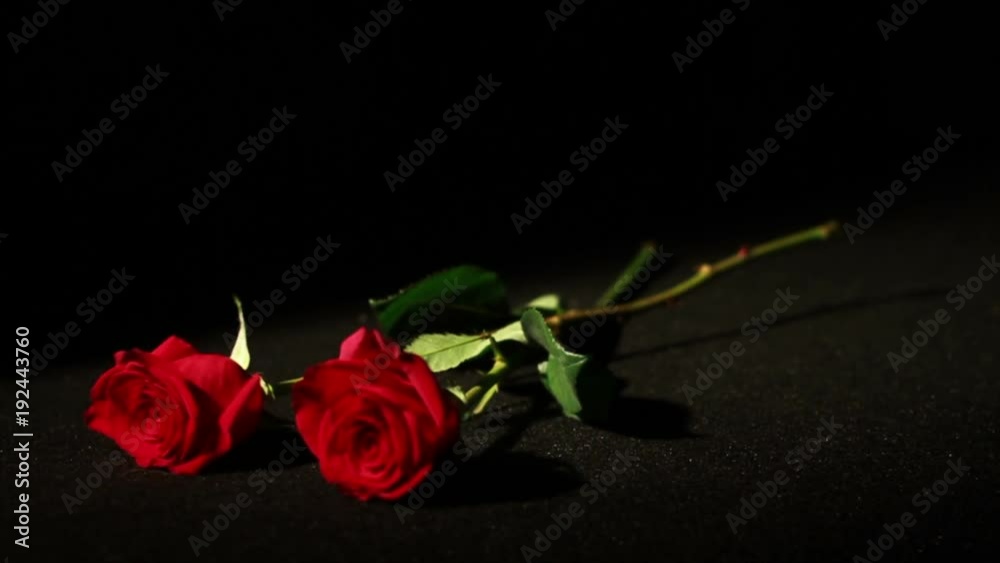 0564 Roses Falling in Slow Motion