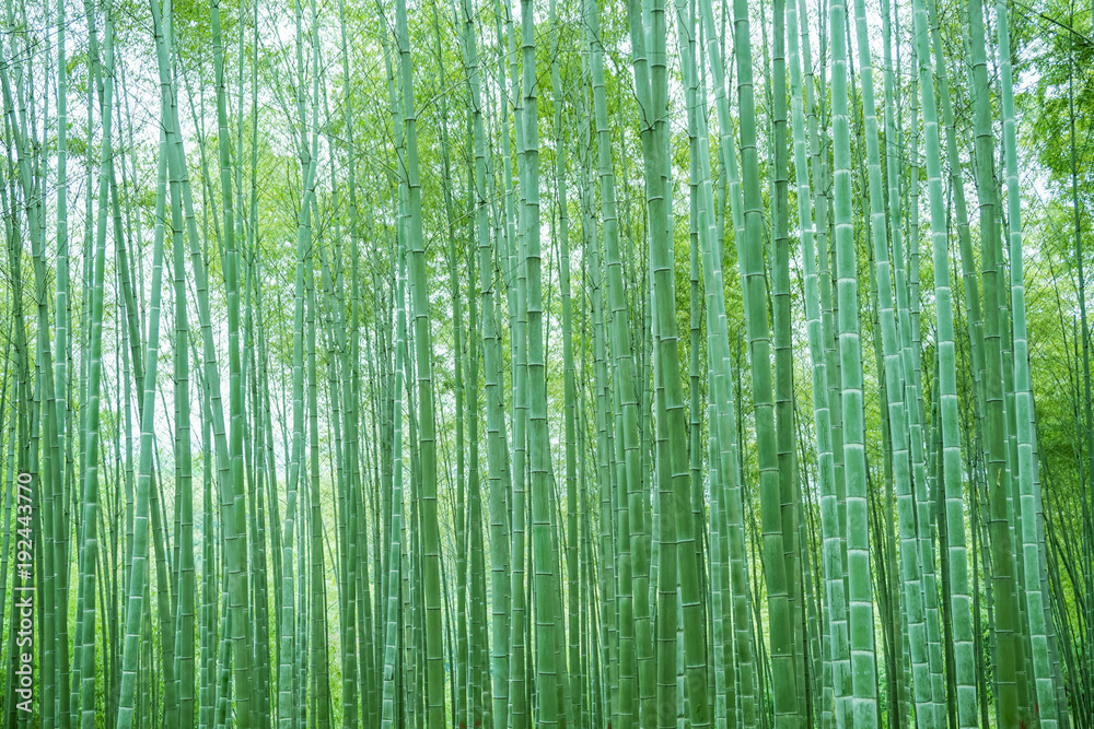 Bamboo and bamboo forest