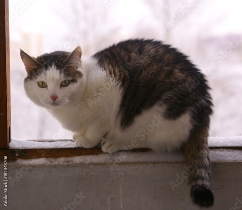 cat sit on balkony window close up photo looking outside photo