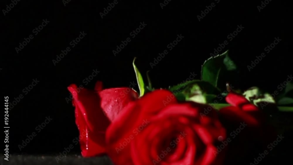 0581 Roses Falling in Slow Motion