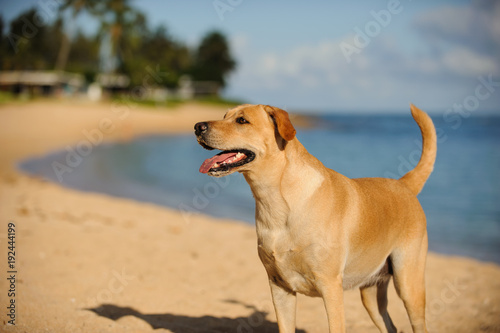 Yellow Labrador Retriever dog standing on sand beach