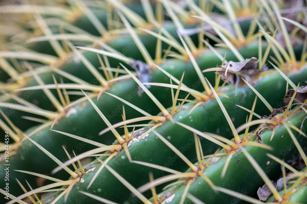 Macro shot of cactus spines. Selective focus Macro shot of cactus spines. Selective focus
