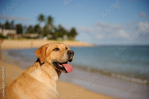 Yellow Labrador Retriever dog outdoor portrait on sand ocean beach