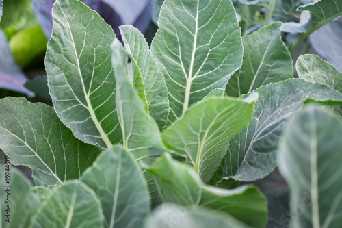 Close-up of a decorative cabbage leaves, growing at greenhouse