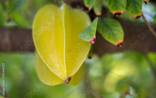 Carambola growing on branch with green leaves. Selective focus