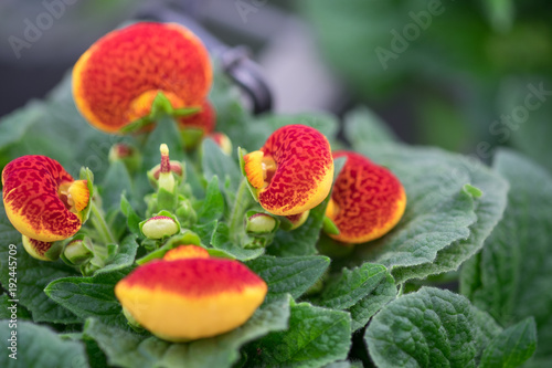 Macro shot of Calceolaria or lady's purse flower growing in greenhouse photo