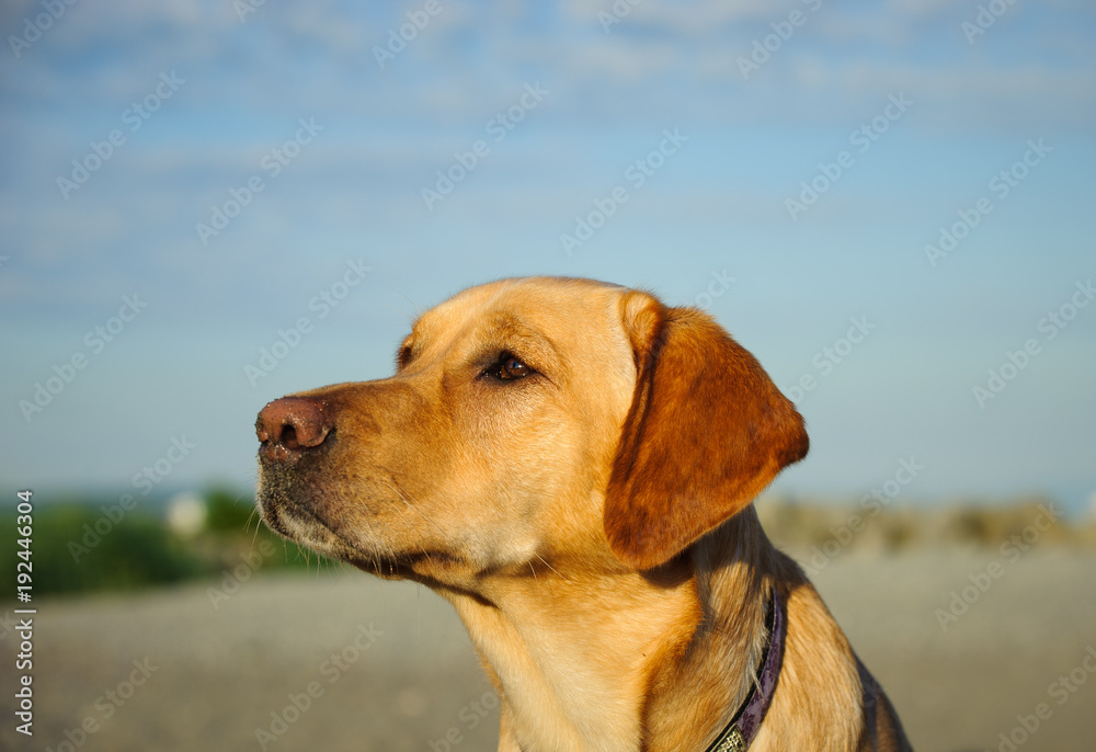 Yellow Labrador Retriever dog head shot at beach