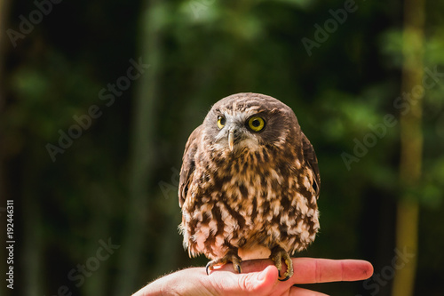 Closeup of a brown owl against a forest background. © naiveangelde