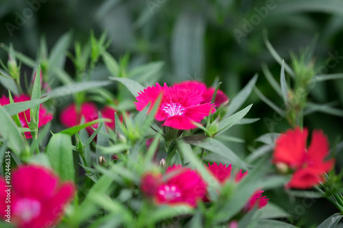 Macro shot of Snowfire, China Doll, China Pink flower, pink Dianthus flowers (Dianthus chinensis)  growing in greenhouse photo