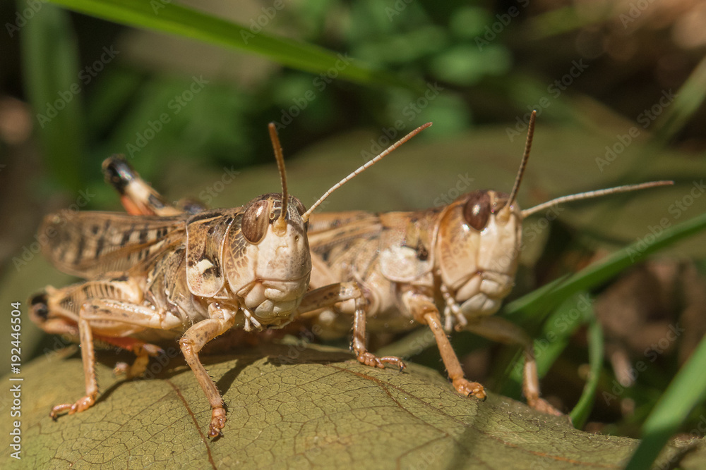 Two locusts close-up on a green leaf Two locusts close-up on a green leaf