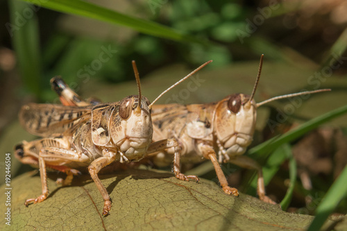 Two locusts close-up on a green leaf