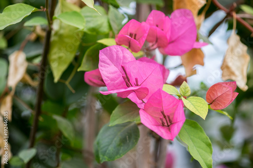 Macro shot of Pandorea pink flowers growing in greenhouse photo