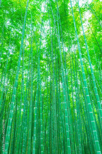 Bamboo and bamboo forest