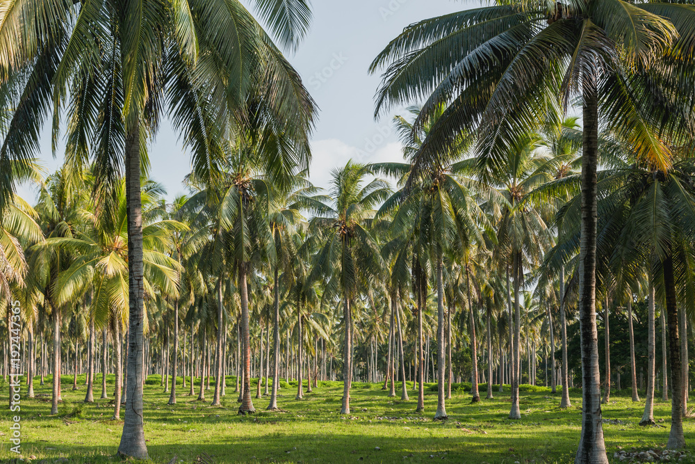 Coconut palm tree plantation - Espiritu Santo, Vanuatu Coconut palm tree plantation - Espiritu Santo, Vanuatu