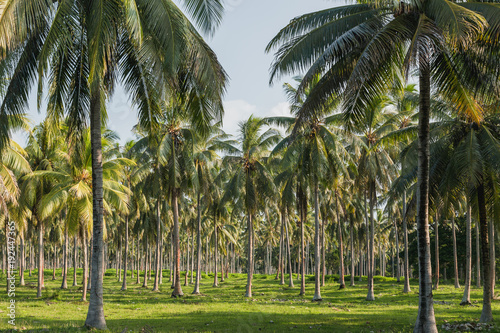 Coconut palm tree plantation - Espiritu Santo, Vanuatu photo