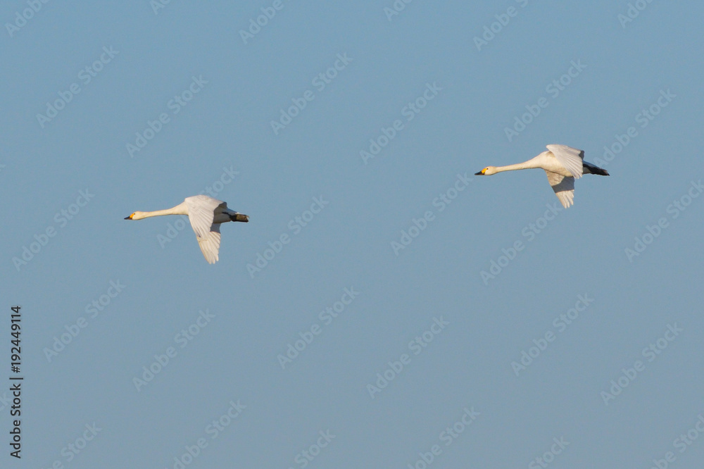 Whooper swan (Cygnus cygnus)