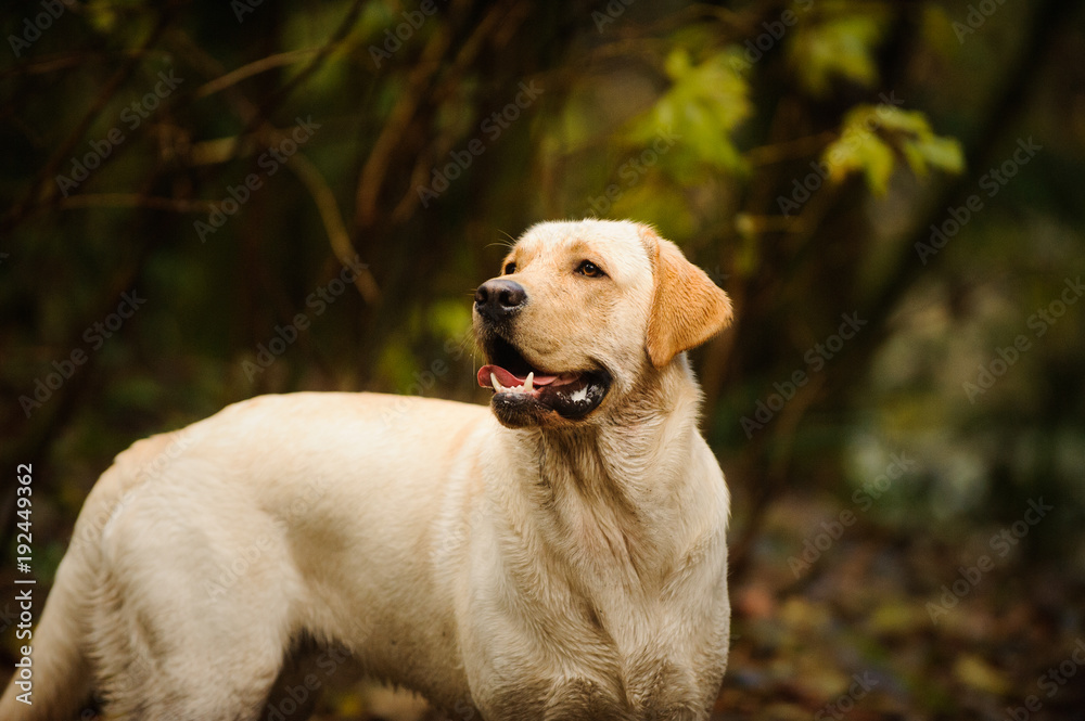 Yellow Labrador Retriever dog outdoor portrait in forest