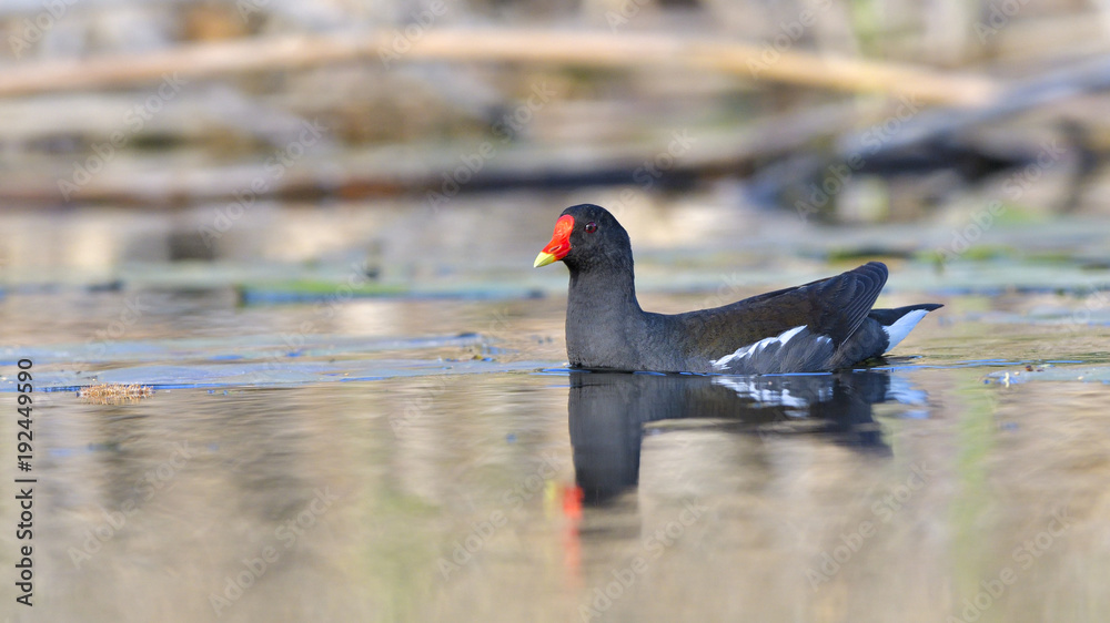 Common Moorhen on Water Common Moorhen on Water