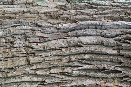 oak bark