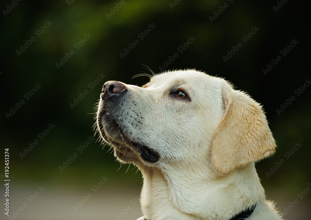 Yellow Labrador Retriever dog outdoor portrait head shot Yellow Labrador Retriever dog outdoor portrait head shot