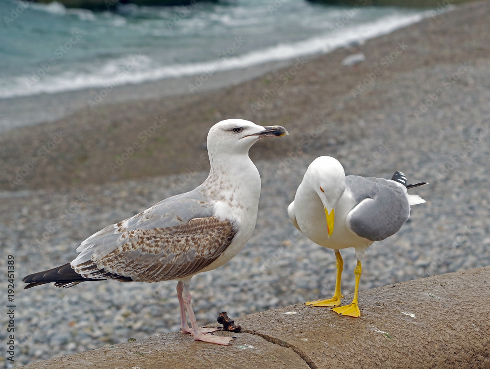 Fototapeta premium White and grey seagull