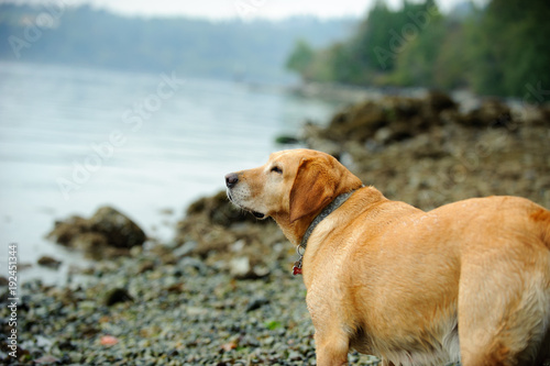 Yellow Labrador Retriever dog outdoor portrait at rocky beach