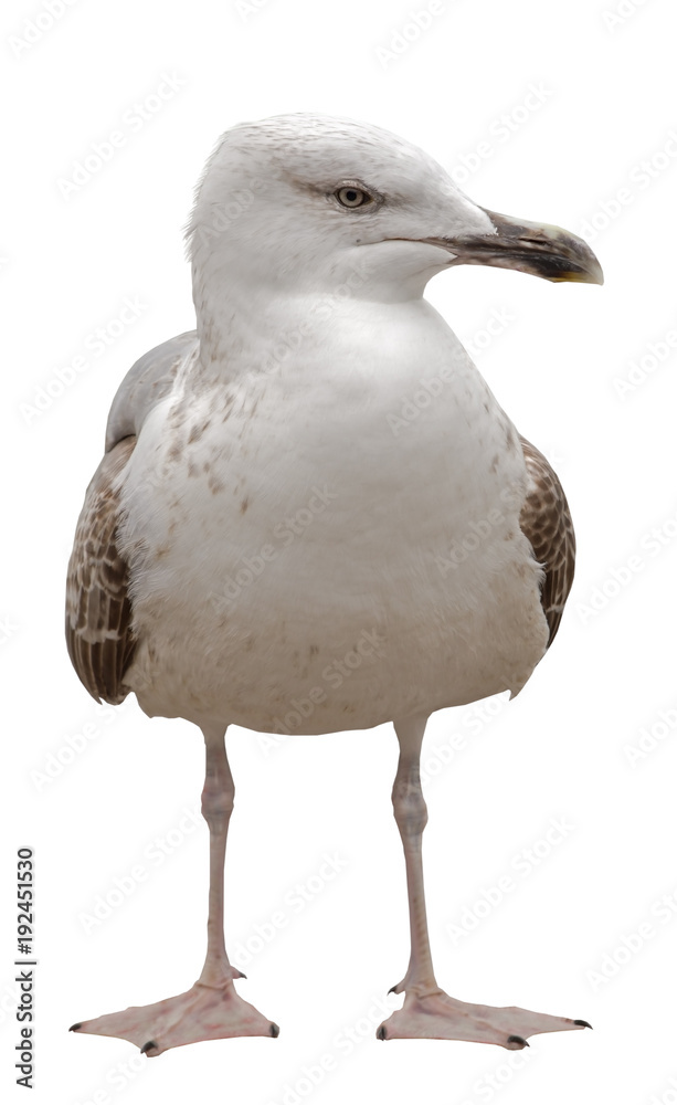 Naklejka premium Marine gull on rest isolated on white