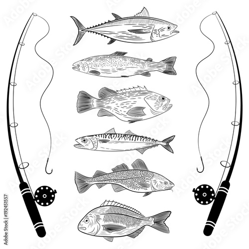 Set of popular sea fish and fishing rods. Tuna, dorado, cod, sea bass, salmon, mackerel. Vector illustration on a theme of catching sea fish