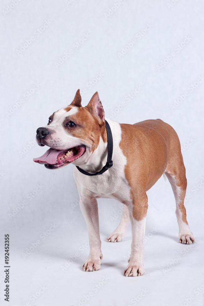 Cute american staffordshire terrier is standing on a white background. Pet animals. Cute american staffordshire terrier is standing on a white background. Pet animals.