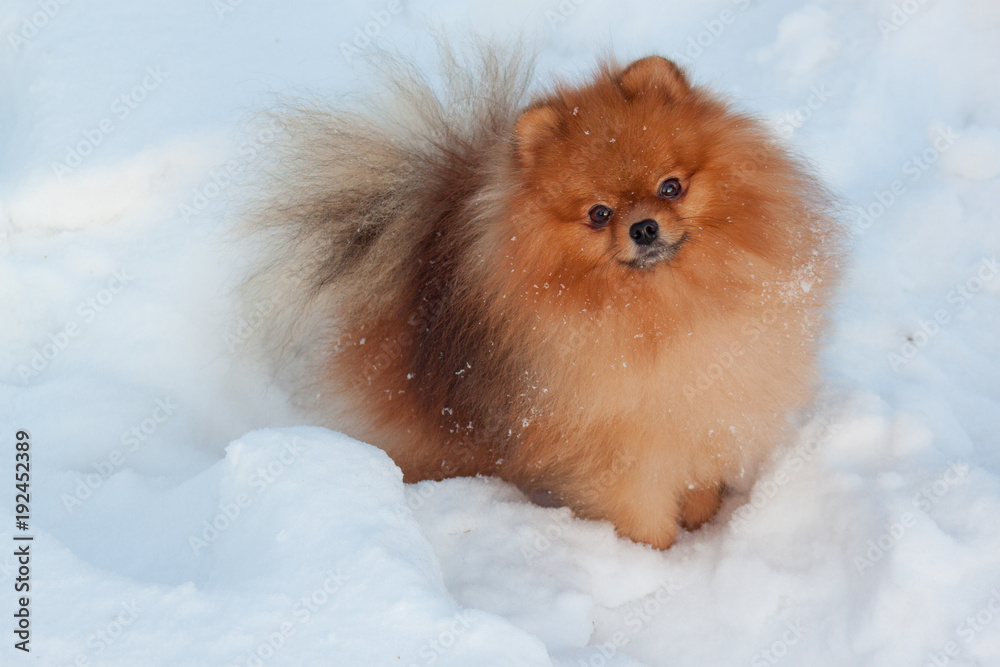 Beautiful pomeranian puppy is standing in a white snow. Pet animals. Beautiful pomeranian puppy is standing in a white snow. Pet animals.