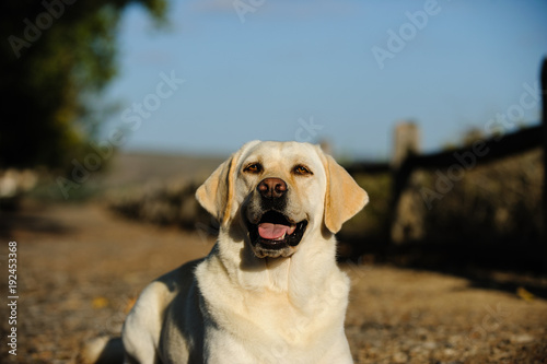 Yellow Labrador Retriever dog sitting on trail lined with wood fence
