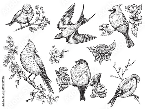 Birds hand drawn illuatrations in vintage style with spring blossom flowers. photo