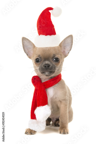 Cute sitting chihuahua puppy dog looking at camera wearing a red and white christmas scarf and hat on a white background © Elles Rijsdijk