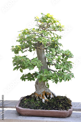 Bonsai of a hornbean in pot photo