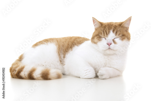 Red and white british shorthair cat seen from the side sleeping with eyes closed on a white background