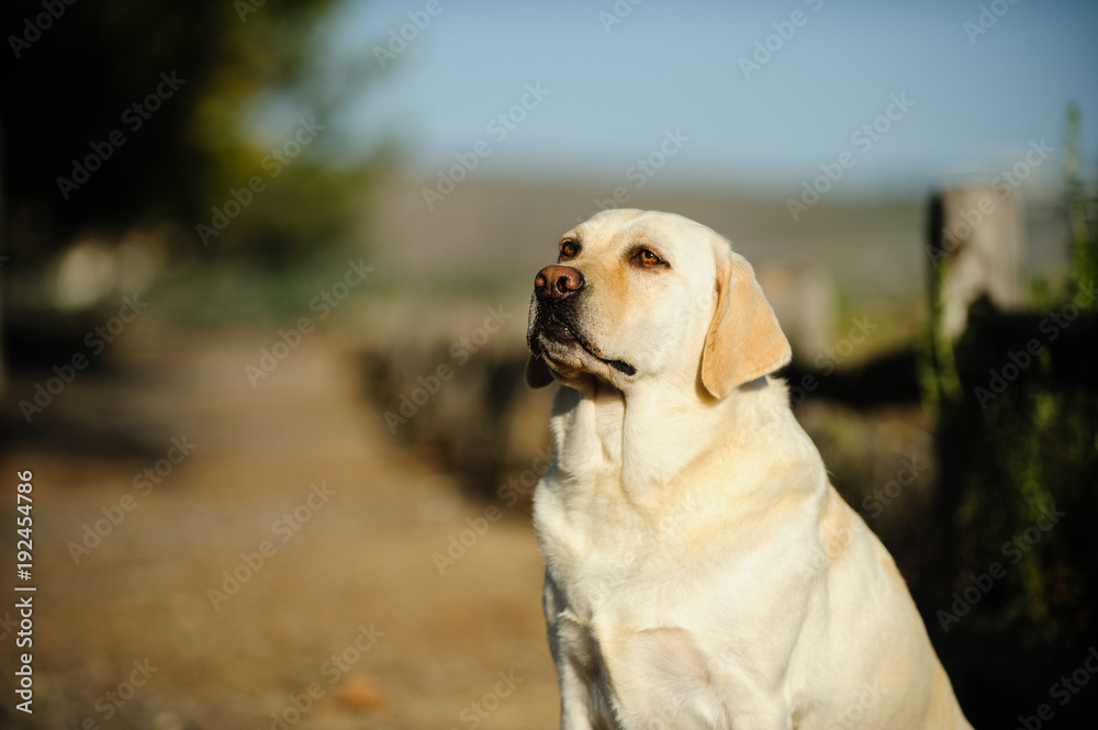 Yellow Labrador Retriever outdoor portrait sitting along fenced walking path Yellow Labrador Retriever outdoor portrait sitting along fenced walking path